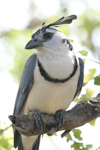 White-throated Magpie-Jay    Calocitta formosa